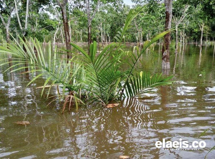 Produktivitas Tanaman Sawit Bisa Turun Jika Terendam Banjir