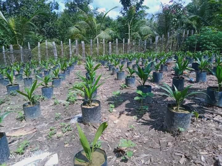 Bukan Hanya Petani, Program PSR Lamban Disebabkan Dua Kekuatan Besar Ini