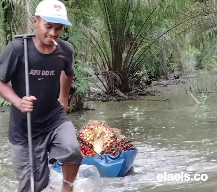 Hujan Lebat di Bengkulu Hambat Petani Memanen TBS Kelapa Sawit
