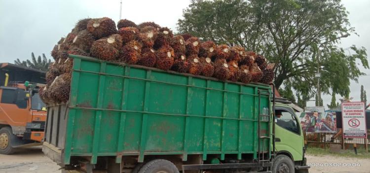 Duh, Harga TBS di Sejumlah PKS di Riau Melorot Hingga Rp 75/Kg