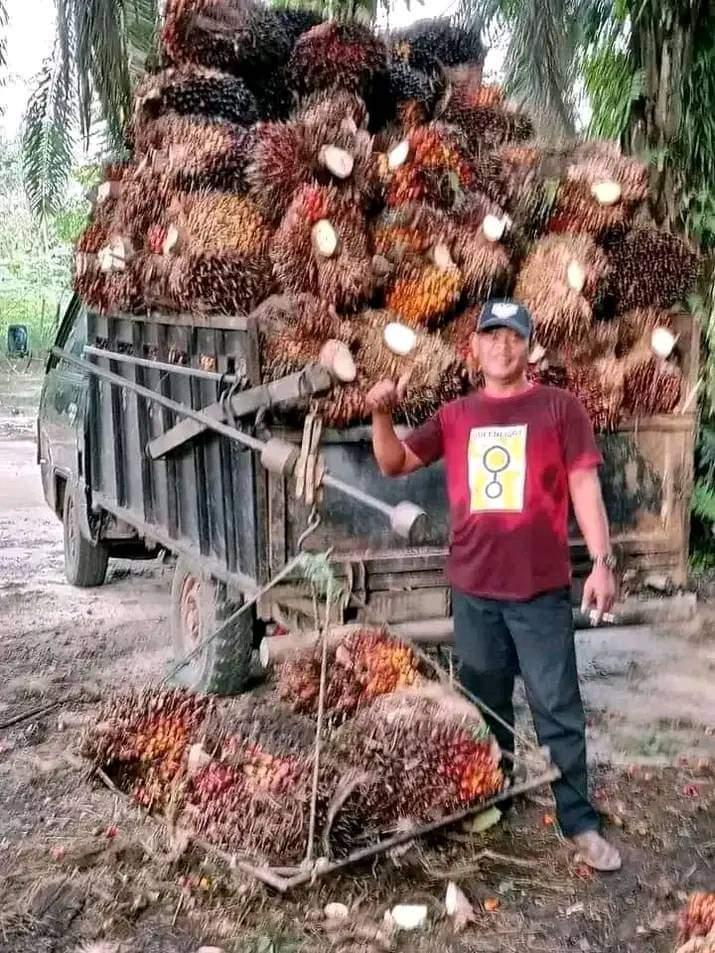 Meski Harga CPO Amblas, Petani Sawit Swadaya di Sumsel Masih Bisa Tersenyum