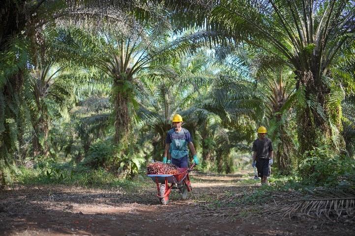 Sempat Ditolak Masyarakat, PT GMM Terus Bangun Kebun Plasma