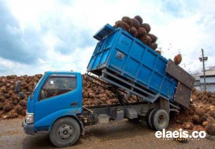 Alamak, Harga TBS Kelapa Sawit di Mukomuko Kembali Turun