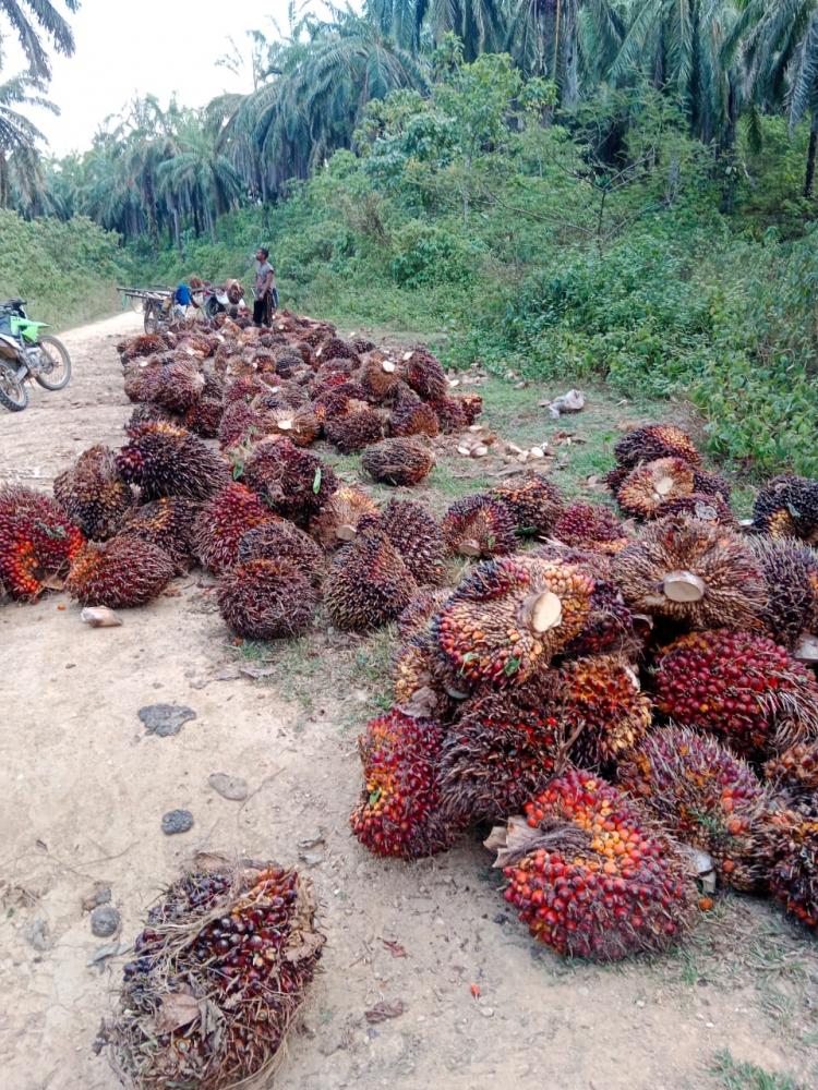 Di Provinsi Sumbar, Harga TBS Petani Bahkan Ada yang Anjlok Hingga Rp 120