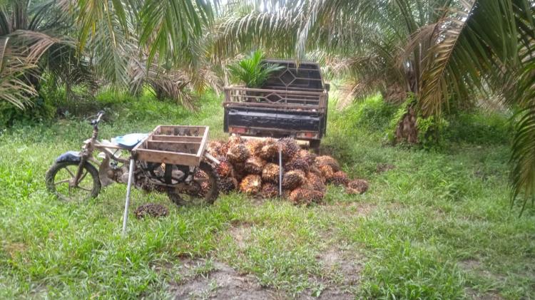 Jika Harga TBS Terus Merosot, Petani Lakukan Ini Demi Tetap Cuan