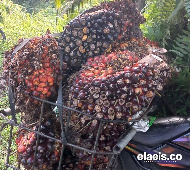 Mulai Menukik, Harga Sawit di Sumut Hanya Rp2.972,65/Kg