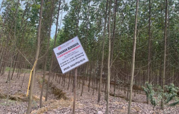 Dianggap Rugikan Negara, Aktivis Pertanyakan Alih Fungsi HGB PT Lontar Papyrus