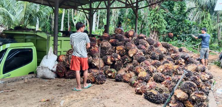 Tanpa Potongan, Harga TBS Kelapa Sawit di Sumut Lebih Tinggi Ketimbang Bengkulu