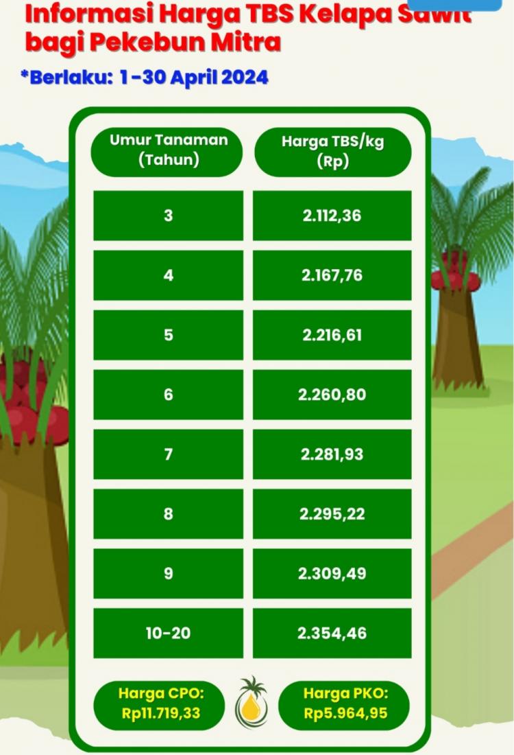 April 2024, Harga TBS Sawit di Kaltara Makin Menggiurkan