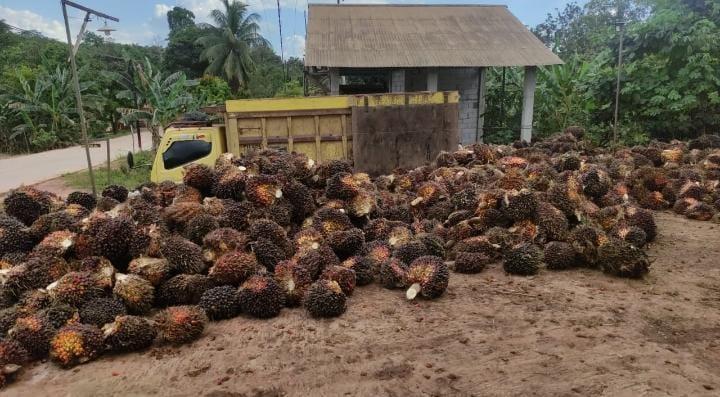 Harga Penetapan Disbun Kalteng Periode Pertama April Masih Moncer