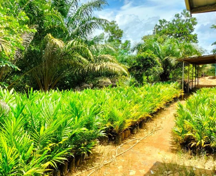 Jeli Tangkap Peluang, Sekolah Kejuruan ini Sukses Garap Bisnis Bibit Sawit