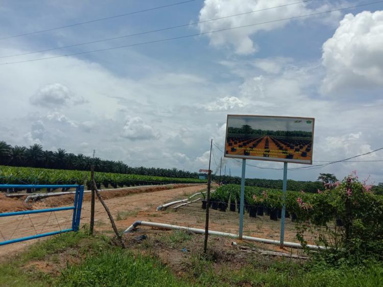 Replanting di PTPN III Kebun Aek Nabara Utara Jadi Sorotan, Ada Apa?