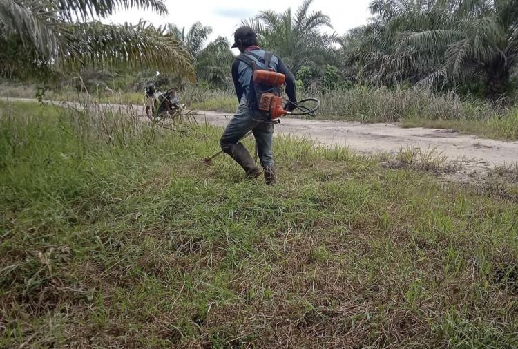 Biaya Tebas Kebun Sawit di Bengkulu Capai Rp 1 Juta Per Hektar