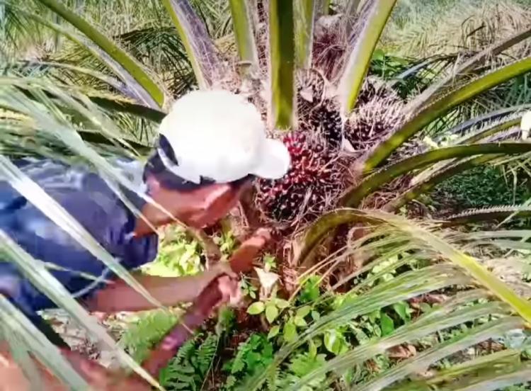 Harga TBS Kelapa Sawit di Kabupaten Kaur Hanya Rp 1.800 Per Kilogram 