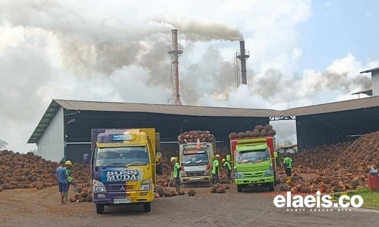 Harga TBS Kelapa Sawit di Mukomuko Kembali Turun