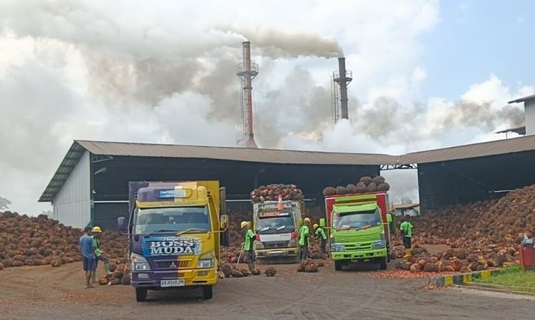 Harga CPO Naik, Harga TBS Kelapa Sawit di Mukomuko Malah Turun