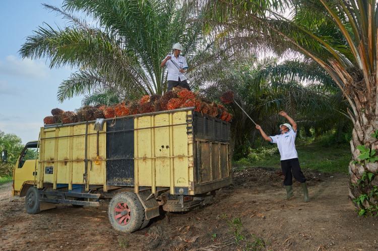Karyawan Demo Karena Hak Tertunda, Begini Respon PT Perkebunan Mitra Ogan