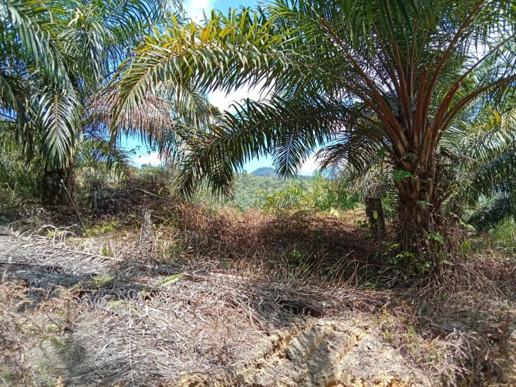 Petani di Belasan Desa Konversi Karet ke Sawit, Minta Akses Jalan Diperbaiki