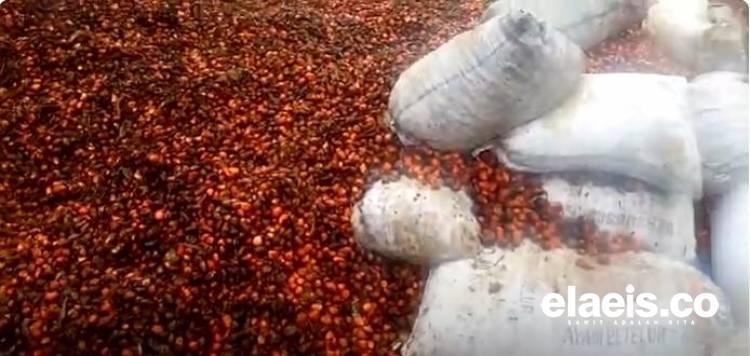 Anti Kantong Jebol, Pabrik Brondolan