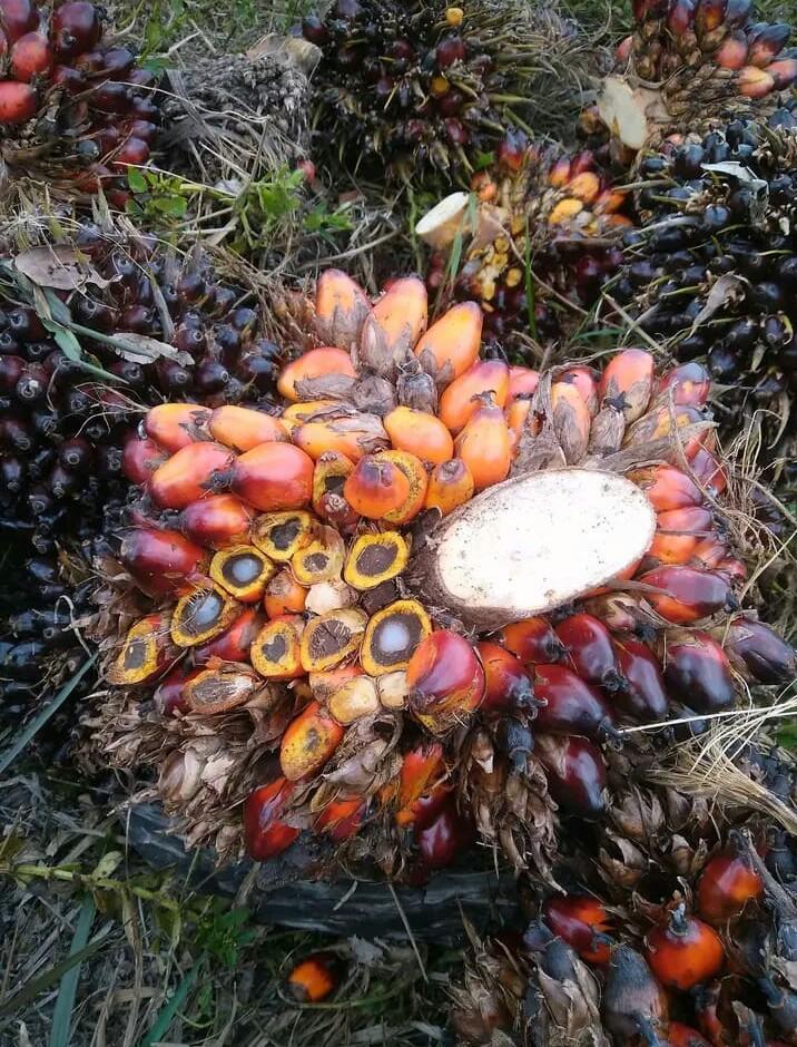 BRIN Kaji Penggunaan Sawit untuk Pakan Ternak Ayam. Ini Tujuannya!
