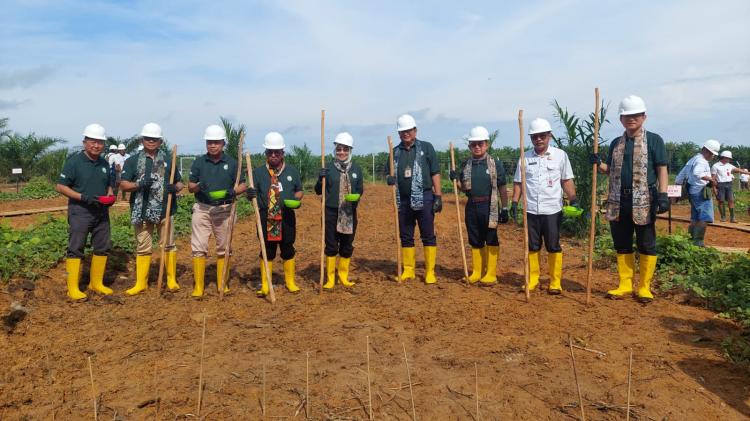 Lahan PSR Sawit Binaan Anggota Gapki di Batulicin Ditanami Padi Gogo