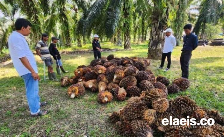 Pekan Ini, Harga Sawit di Sumbar Rp3.042,07/Kg