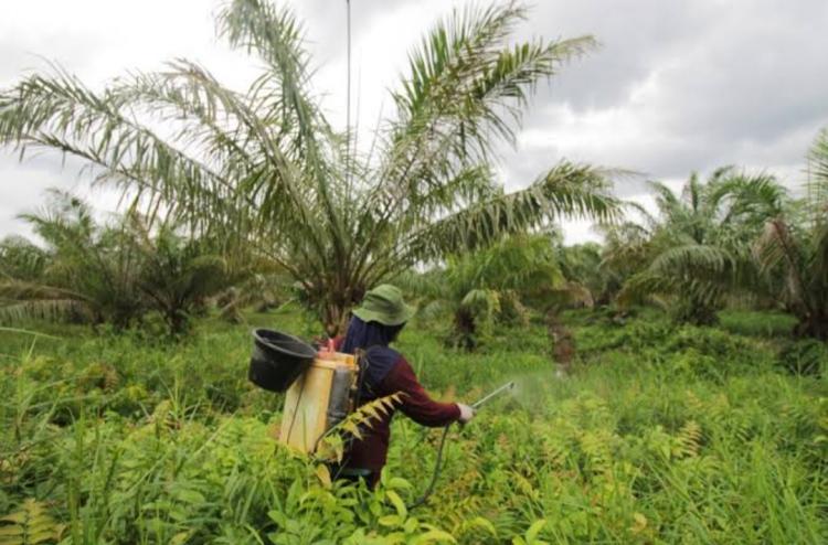Pemkab Mukomuko Alokasikan Rp 362,8 Juta DBH Sawit untuk Program BPJS Ketenagakerjaan