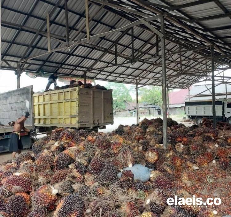 Harga di Kalsel Naik Lagi, TBS Sawit Usia Tanam 13 Tahun Paling Mahal 