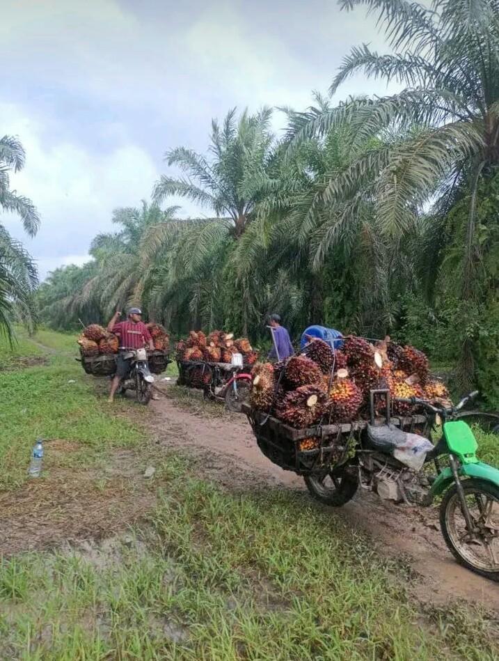 Faktor Ini yang Bikin OJK Dukung Sawit Sumatera Utara