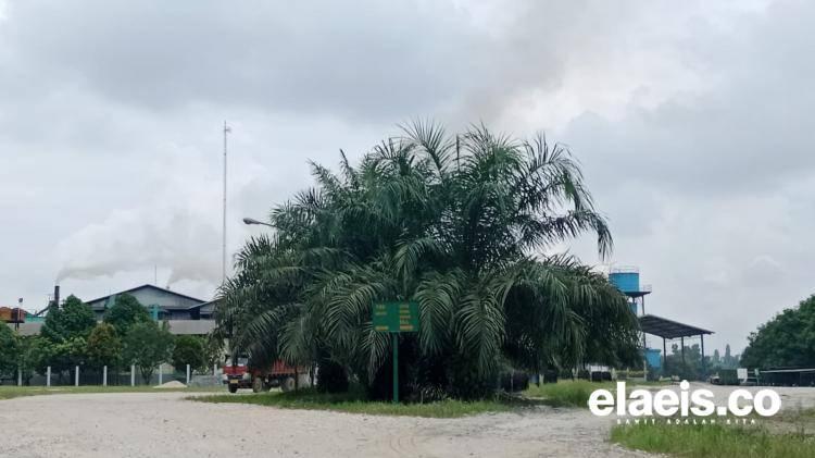 Cerita PKS Komersil di Tiga Provinsi