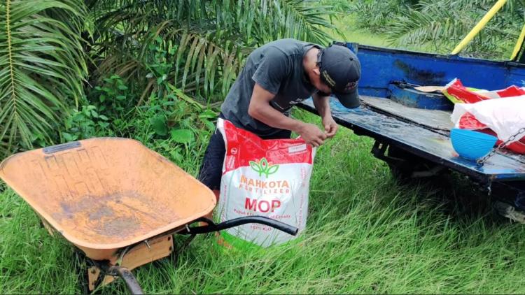 Kenaikan Harga Pupuk Kimia Buat Petani Sawit di Bengkulu Selatan Tertekan