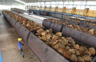 Harga TBS Sawit Produksi Petani Mitra Naik di PKS, Swadaya Sebaliknya