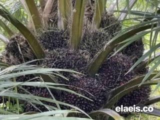 Ternyata Ini Rahasia Tanaman Sawit Bisa Berbuah Lebat dan Anti Trek