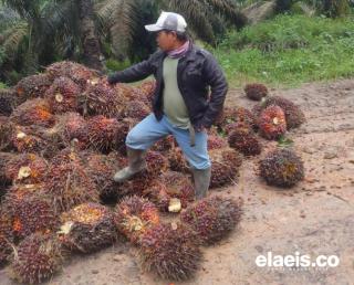 Bukannya Naik, Harga TBS Kelapa Sawit di Bengkulu Malah Ditetapkan Segini