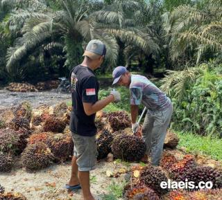 Harga Sawit di Sumbar Nanjak Terus, Kini Rp3.044,68/Kg