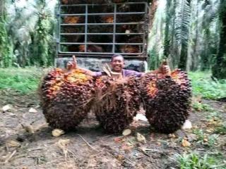 Cuma Naik Rp8,60, tapi Makin Kokoh di Level Rp 3.000 Harga TBS Mitra Plasma Sumut Periode 3-16 April 2024