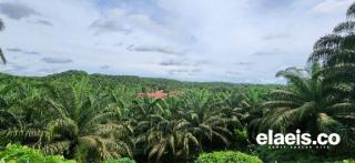 Ini Penyebab Luas Tutupan Sawit Membengkak Jadi 17,3 Juta Hektar Versi Kementan