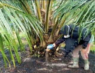 Sudah Memberi Pupuk, Produksi TBS Kelapa Sawit Tak Sesuai Harapan, Ini Solusinya