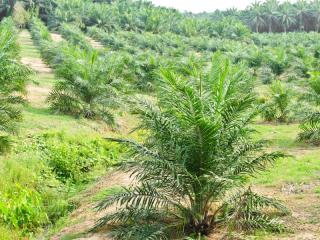 Tak Perlu Direspon Berlebihan, Membengkaknya Luas Kebun Sawit Justru Dinilai Bagus