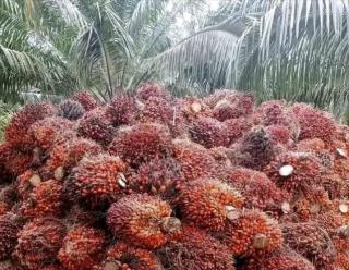 Jelang Libur Lebaran, Pabrik Kelapa Sawit di Mukomuko Kompak Turunkan Harga TBS Kelapa Sawit