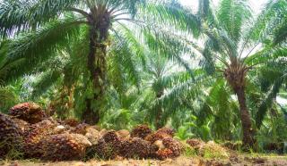 Pembukaan Kebun Sawit Baru Oleh Perusahaan Masih Dimungkinkan, Asalkan...