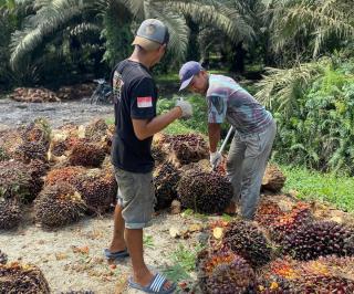 Harga Sawit di Kalbar Kini Tembus Rp2.779,00 per Kg