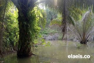 La Nina Ancam Produktivitas Sawit di Bengkulu