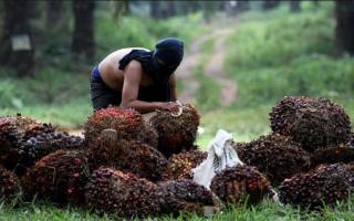Petani Sawit di Bengkulu Dianjurkan Menugaskan Orang Kepercayaan untuk Jaga Kebun Saat Mudik Lebaran