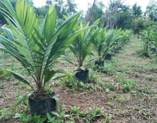 Petani Sawit di Bengkulu Bisa Tingkatkan Produksi dan Produktivitas Melalui Program Sarpras