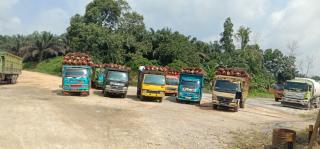 Harga Menggiurkan, Petani Diingatkan Tetap Jaga Kualitas TBS Sawit