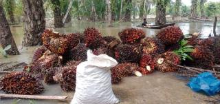 La Nina Bisa Buat Buah Sawit Membusuk, Ini Penjelasannya!