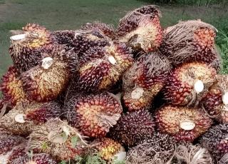 Harga TBS Kelapa Sawit di Bengkulu Utara Tetap Tinggi Pasca Lebaran