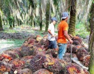 Petani Kelapa Sawit di Bengkulu Merana Akibat Harga TBS yang Rendah