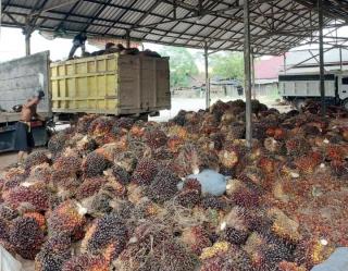 Minggu Pertama April, Harga Sawit di Kaltim Masih Naik